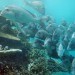 great barrier reef, out of control freighter, id integrity, great barrier reef wreck, great barrier reef broken down ship