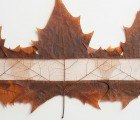 Owen Mortensen’s Organic Art Reveals the Delicate Inner Workings of Leaves