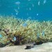 endangered coral species, cryo freezing coral, australian institute of marine science, freezing coral samples, coral egg and sperm, environment, conservation, great Barrier reef, reef pollution, rising sea temperatures, great barrier reef coral, Palmyra Atoll ecochains, Palmyra Atoll ecosystems, Palmyra Atoll, Palmyra Atoll stanford, stanford university ecochains, stanford ecosystems, Palmyra Atoll manta rays
