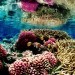 endangered coral species, cryo freezing coral, australian institute of marine science, freezing coral samples, coral egg and sperm, environment, conservation, great Barrier reef, reef pollution, rising sea temperatures, great barrier reef coral, Palmyra Atoll ecochains, Palmyra Atoll ecosystems, Palmyra Atoll, Palmyra Atoll stanford, stanford university ecochains, stanford ecosystems, Palmyra Atoll manta rays