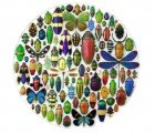Christopher Marley’s Mesmerizing Insect Mosaics Help Preserve Critical Habitats