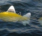 Robo-Fish: The Robotic Fish Designed To Detect Pollution