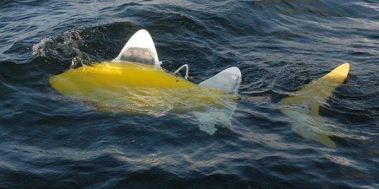 robot fish, robo fish, bmt group, bmt group robo fish, shoal consortium, water pollution, water contamination, water pollution levels, aquatic robots, water robots