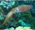 Bristol University Creates Artificial Muscles That Can Camouflage Themselves Like Squid