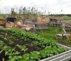 A Community Garden Blooms at Berlin’s Abandoned Tempelhof Airport
