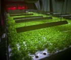 Abandoned Food Factory to be Transformed into Chicago’s First Zero-Energy Vertical Farm!