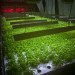 The Plant, Plant Chicago, chicago, vertical farm, factory conversion, food factory, zero waste, zero energy