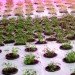 The Plant, Plant Chicago, chicago, vertical farm, factory conversion, food factory, zero waste, zero energy