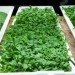 The Plant, Plant Chicago, chicago, vertical farm, factory conversion, food factory, zero waste, zero energy