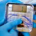 U.S. Department of Energy's Lawrence Berkeley National Laboratory, electricity generating virus, piezoelectric virus, kinetic energy, piezoelectric energy, piezoelectric virus generator, berkeley piezoelectric battery, kinetic piezoelectric gadgets, piezoelectric viruses electricity