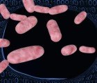 Could Magnetic Bacteria Lead to the Creation of Bio-Computers?