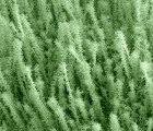 Decorated Nanowires Could Lead To More Efficient Batteries and Solar Cells
