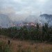 mozambique, bio ethanol, ethanol, cook stoves, cleanstar mozambique, novozymes, NDZiLO, biofuels, charcoal, cassava, dondo, africa, agroforest, permaculture