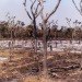 mozambique, bio ethanol, ethanol, cook stoves, cleanstar mozambique, novozymes, NDZiLO, biofuels, charcoal, cassava, dondo, africa, agroforest, permaculture