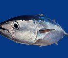 Fukushima Nuclear Radiation Found in Pacific Bluefin Tuna