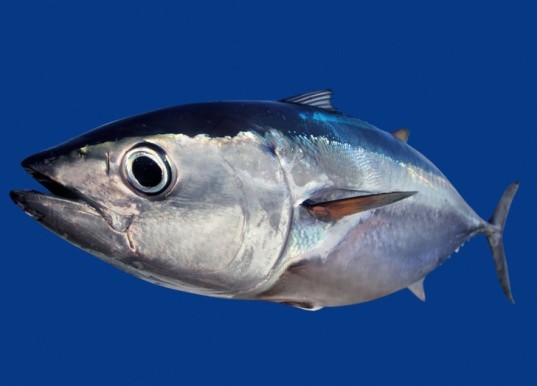 radiation, tuna, bluefin tuna, fukushima daiichi, fukushima, fukushima daiichi disaster, stanford university, Daniel Madigan, pacific ocean, fukushima disaster, Japan