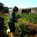 Casagrande Laboratory, Chen House, wooden construction, natural disasters, earthquakes, typhoons, bioclimatic design, taiwan, Datun, green design, sustainable design, eco-design, farmhouse