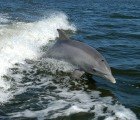 Hundreds of Dead Dolphins and Pelicans Wash Up on Peru’s Shores