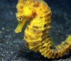Smallest Seahorse in the US Set to Be Listed as Endangered as its Coastal Habitat Disappears