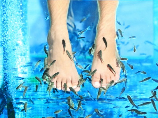 Fish pedicure, doctor fish, toothless carp, pedicure