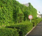 Kyocera Cools its Offices with Luscious, Edible Green Curtains