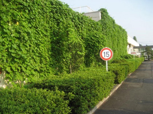 green curtain, natural insulation, kyocera technology, energy saving plants