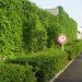 green curtain, natural insulation, kyocera technology, energy saving plants, goya plant