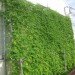 green curtain, natural insulation, kyocera technology, energy saving plants
