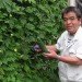 green curtain, natural insulation, kyocera technology, energy saving plants