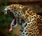 Map of Life Provides Online Resource to Monitor All Animal and Plant Life on Earth