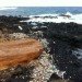 pacific garbage patch, scripps, seaplex, scripps institution of oceanography, sea skaters, plastic, ecosystems, plastic waste, pacific ocean