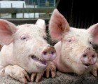 PooCareTM System Turns China’s Pig Waste into Usable Poo Power