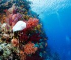 Hawaii Officially Becomes the First U.S. State to Ban Plastic Bags!