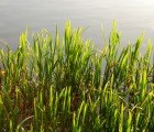 Study Reveals That Seagrass Stores More Carbon Than Trees