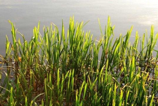 seagrass carbon storage, ocean carbon, seagrass environment, seagrass university of virginia, seagrass florida international university, seagrass carbon storage, seagrass study, seagrass climate change