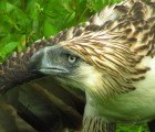 Man Who Shot and Ate a Rare Philippine Eagle Gets Away With a Tiny Fine