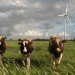 wind farms, global warming, wind power, texas, farming, Liming Zhou, wind turbines, renewable energy