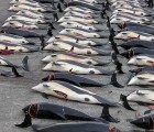 WTO Panel Rules Against Dolphin-Safe Tuna Labeling