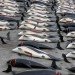 tuna, dolphin safe tuna, dolphins, world trade organization, Mexico, TWO, pacific ocean, earth island institute, public citizen, purse seine nets, canned tuna