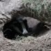 university of oxford, badger tracking, search and rescue equipment, search and rescue, natural disasters, terrorist attacks, low frequency fields, animal tracking, GPS, emergency services