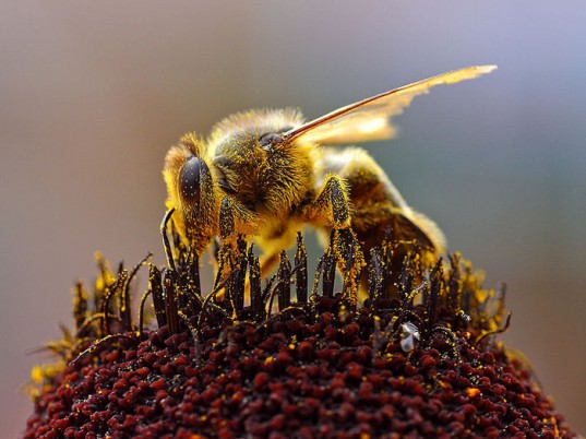 Deformed Wing Virus, bee disappearance, varroa mite, university of sheffield, varroa mite bees, honey bees, parasitic mites, global bee population