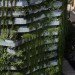 Capella Garcia Arquitectura, Barcelona, Green Side Wall, Vegitectura, Spain, living wall, green wall, vertical garden, drip irrigation, green design, sustainable design, eco-design, carbon sponge, pollution, acoustic screen