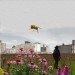 green design, eco design, sustainable design, bee colony, University of Buffalo, Elevator B, living bee structure, bee preservation
