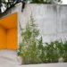 Isay Weinfeld, Grecia House, São Paulo, Brazil, natural light, wood, trees growing inside, minimalistic, greenery, open plan, Air quality, Architecture, green Interiors, Daylighting