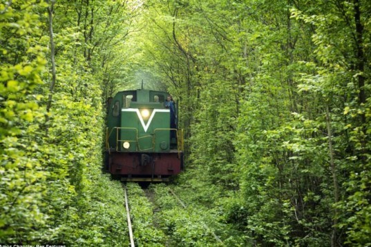 Natural Architecture, natural arch, Tunnel of Love, green tunnel, ukraine, train, Architecture, Botanical