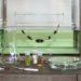 Mischer'traxler, Jewelery, Plants, Rozet&Fischmeister Court Jewelers, Art, Botanical, Accessories and Fashion, grow your own