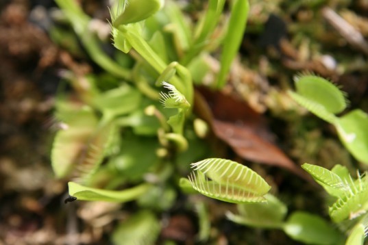 carnivorous plants, venus flytrap, dr jonathan millet, loughborough university, carbon emissions, nitrogen, acid rain, nitrogen soil,
