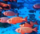 Future Of Fish Sustainable Seafood Incubator Named a 2012 Buckminster Fuller Challenge Finalist!