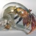 robert dugrenier, glass blowing, glass, hermit crabs, crabitats, shelters, marine life