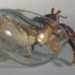 robert dugrenier, glass blowing, glass, hermit crabs, crabitats, shelters, marine life